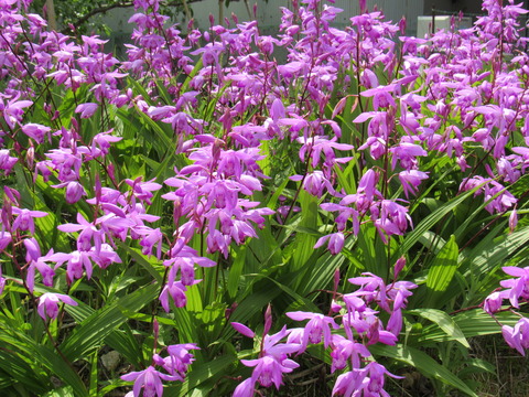 26年4月25日今日の散歩道の花 019