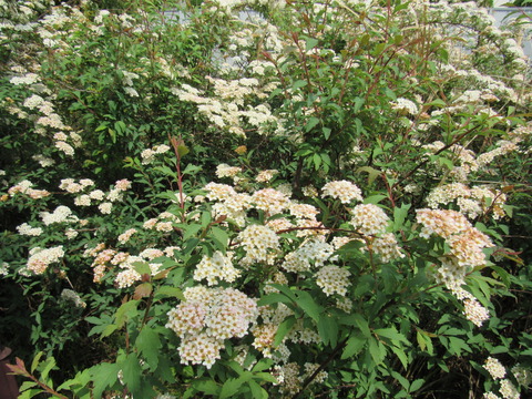 26年4月25日今日の散歩道の花 015