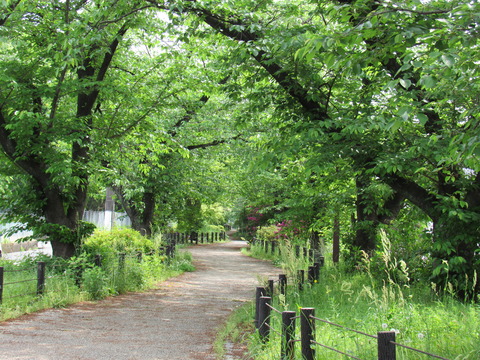 26年4月25日今日の散歩道の花 003