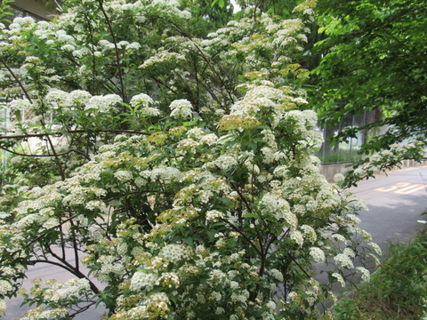 26年4月25日今日の散歩道の花 006