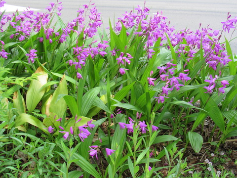 26年4月25日今日の散歩道の花 005