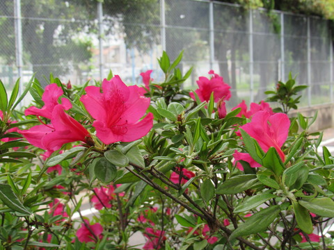 26年4月25日今日の散歩道の花 009