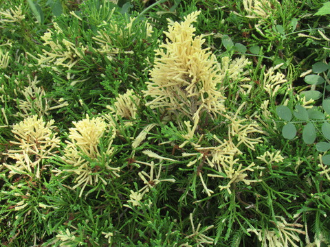 26年4月25日今日の散歩道の花 011