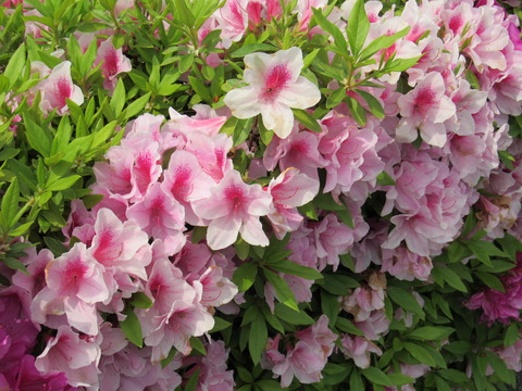 26年4月25日今日の散歩道の花 022