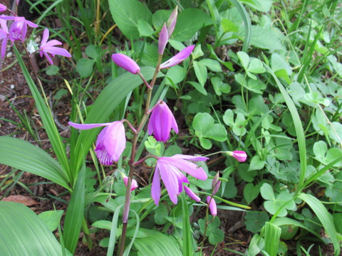 26年4月25日今日の散歩道の花 007