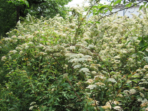 26年4月25日今日の散歩道の花 014