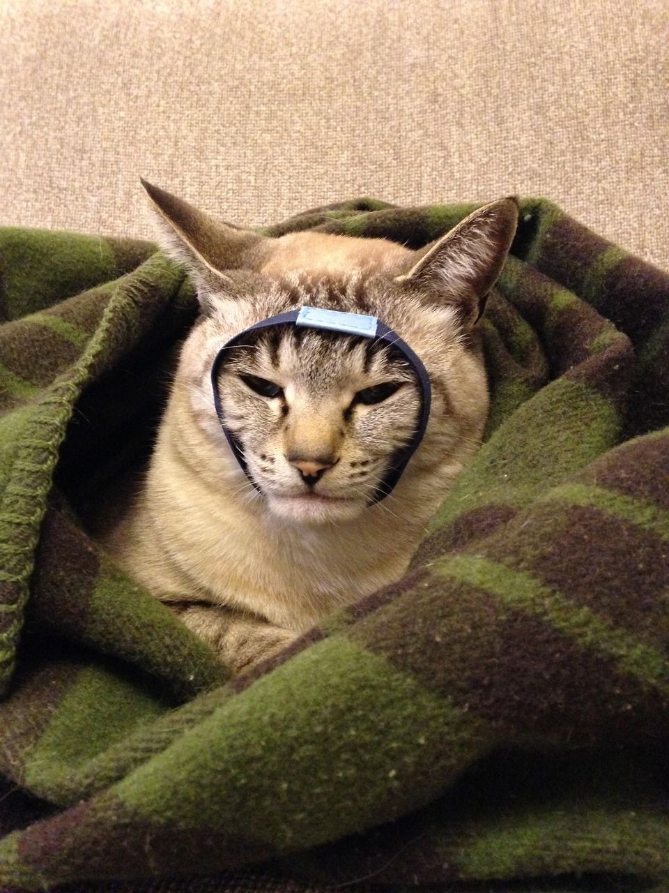 ネコに悪戯 わたしの記録