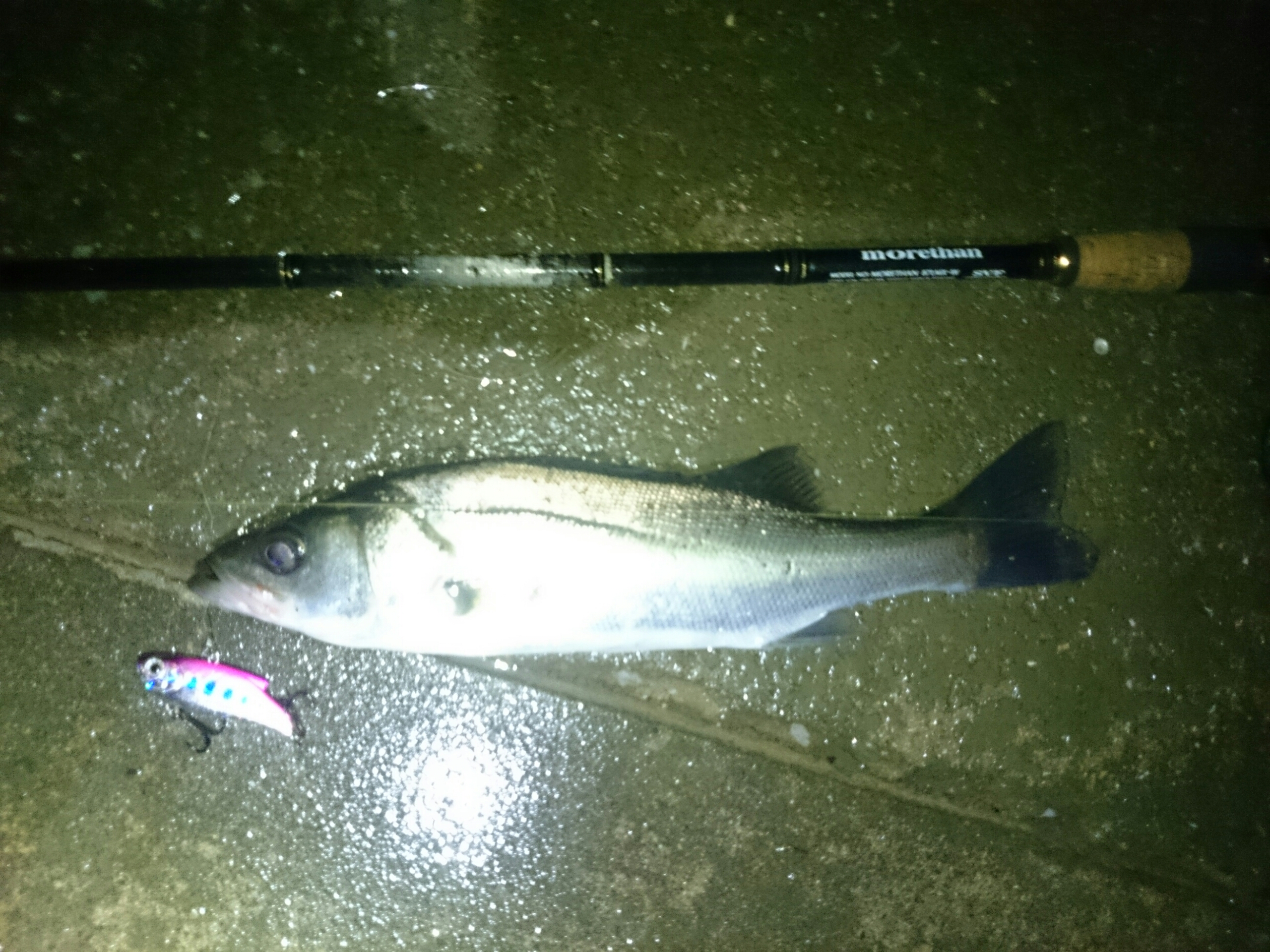 大淀川でシーバス チニング 妄想チニング ズル引いてなんぼのもんじゃーい