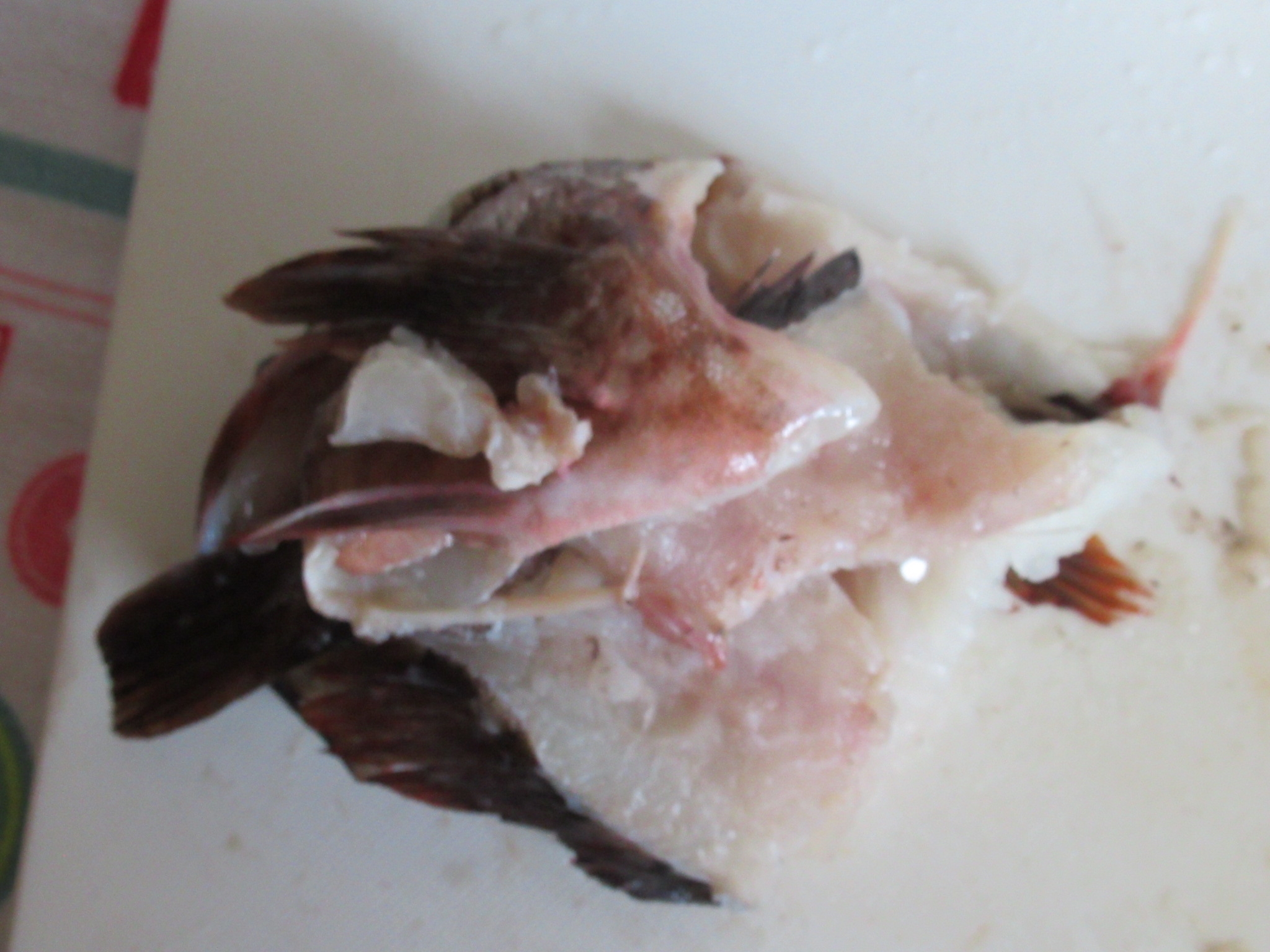 カサゴの味噌汁 妄想チニング ズル引いてなんぼのもんじゃーい