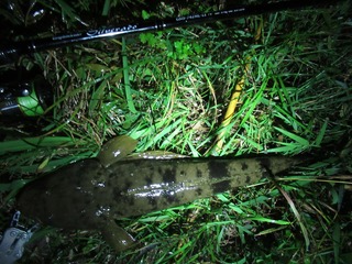20201028035207_IMG_1065