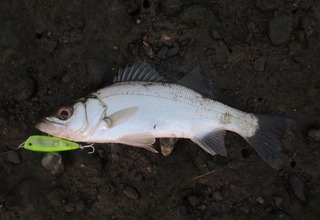 20200808052235_IMG_0975