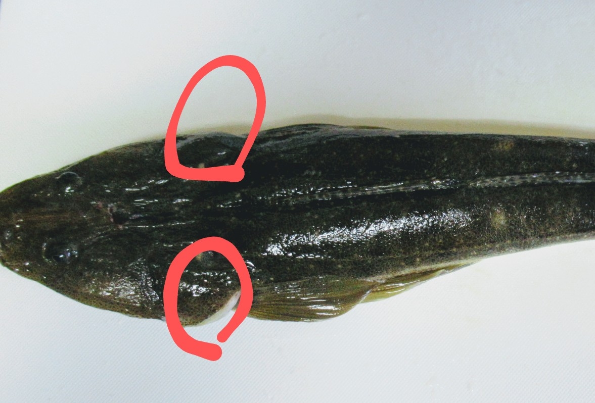 マゴチの唐揚げ 妄想チニング ズル引いてなんぼのもんじゃーい マゴチの唐揚げ 妄想チニング ズル引いてなんぼのもんじゃーい