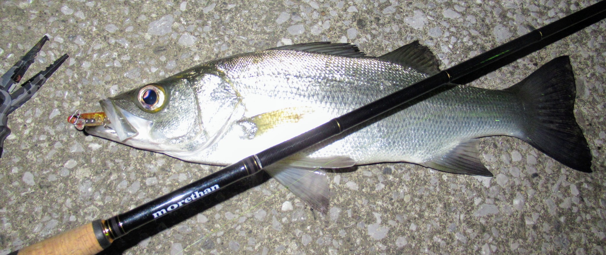 ハクボイル祭りに遭遇 妄想チニング ズル引いてなんぼのもんじゃーい