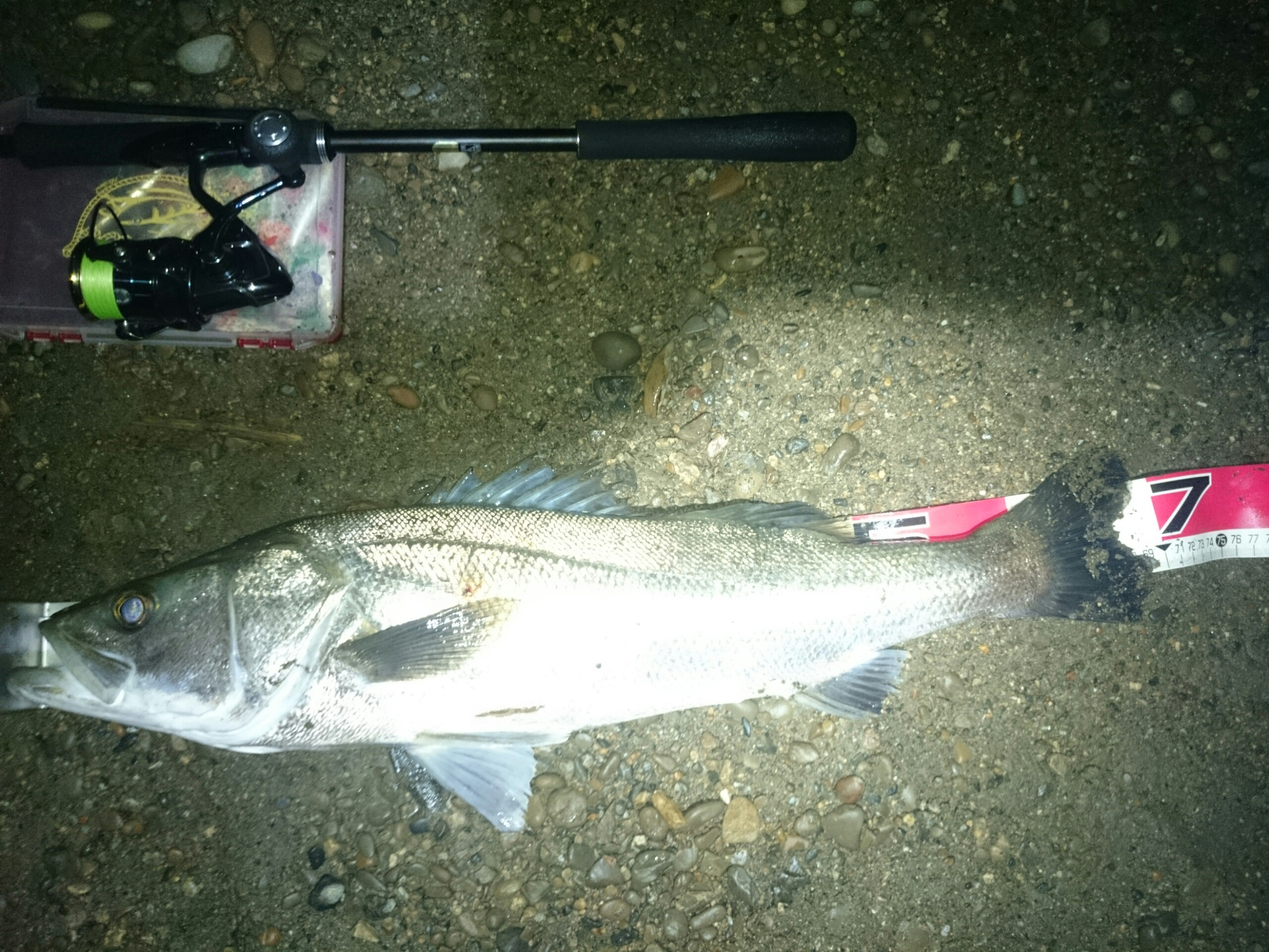 シーバスだけを求めて 妄想チニング ズル引いてなんぼのもんじゃーい