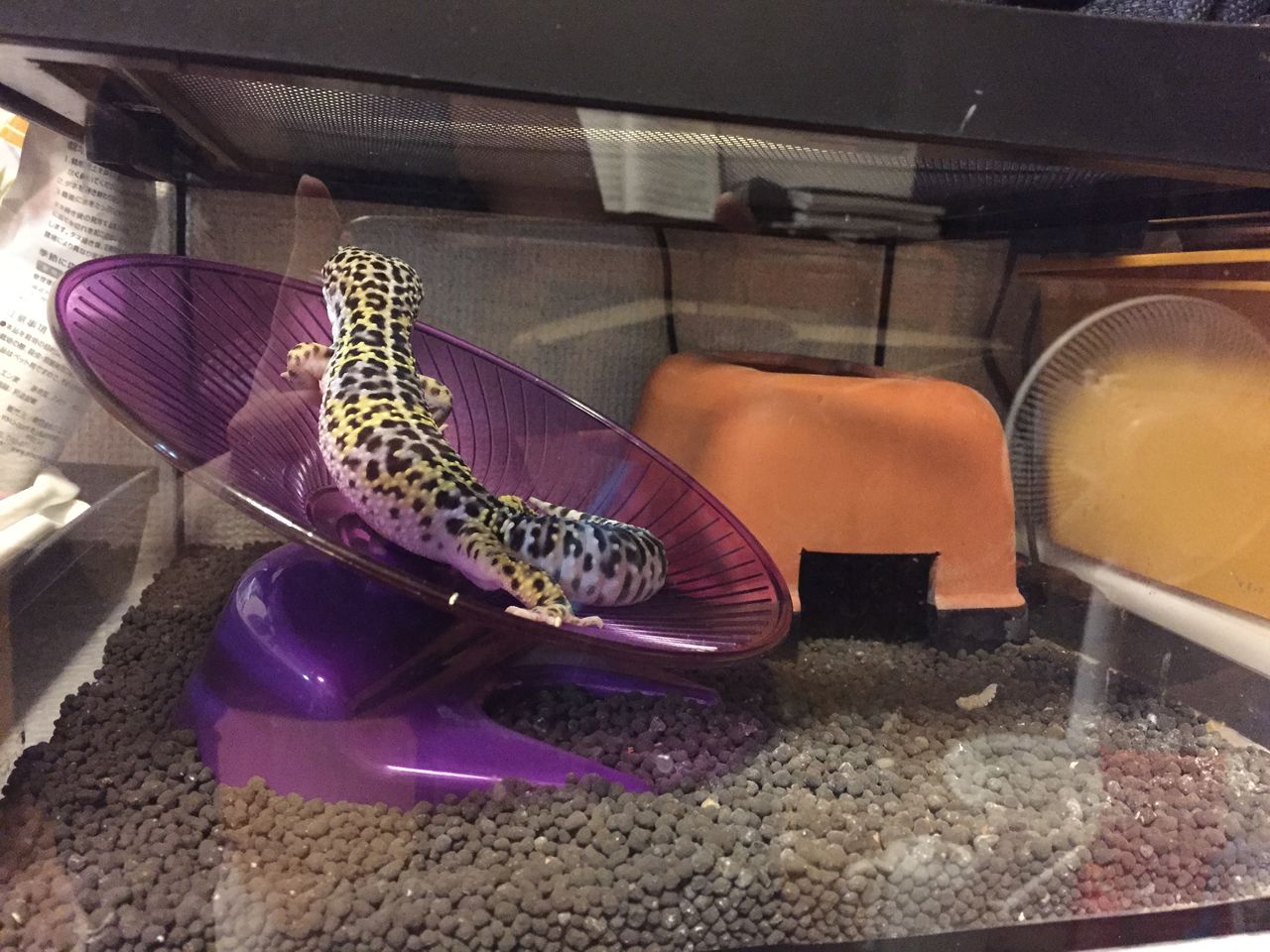 レオパ 回し車に登る リケジョ 爬虫類を飼う
