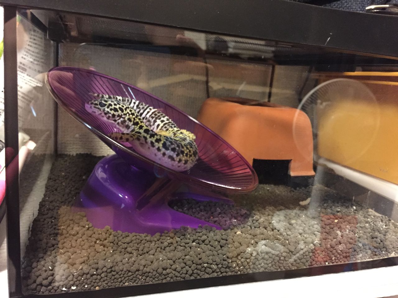 レオパ 回し車に登る リケジョ 爬虫類を飼う
