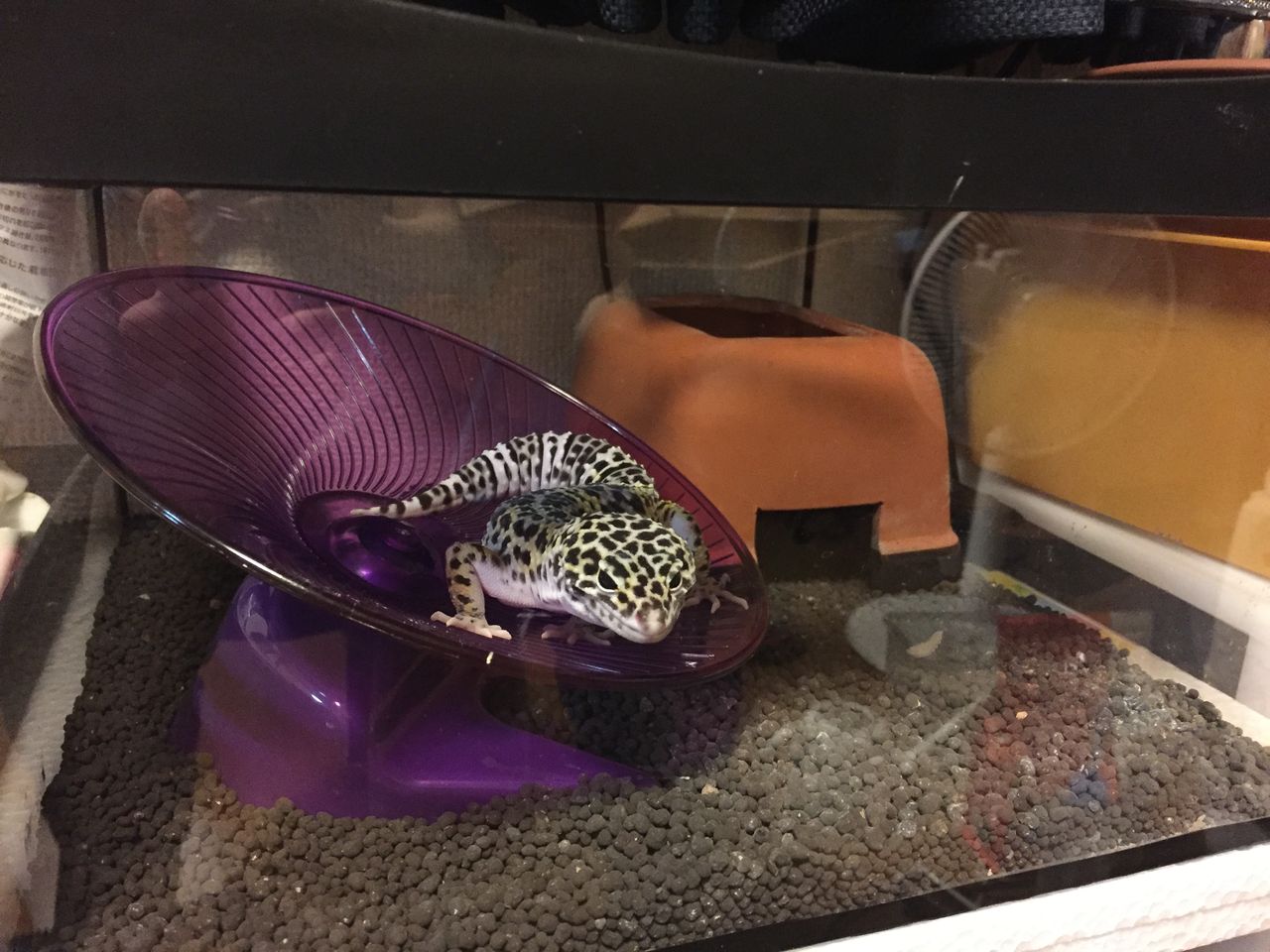 レオパ 回し車に登る リケジョ 爬虫類を飼う