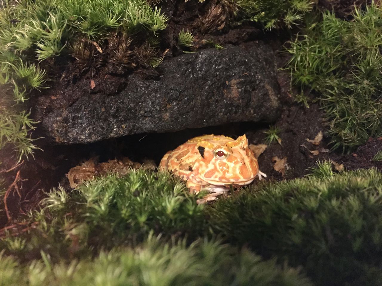カエル温浴 リケジョ 爬虫類を飼う カエル温浴 リケジョ 爬虫類を飼う