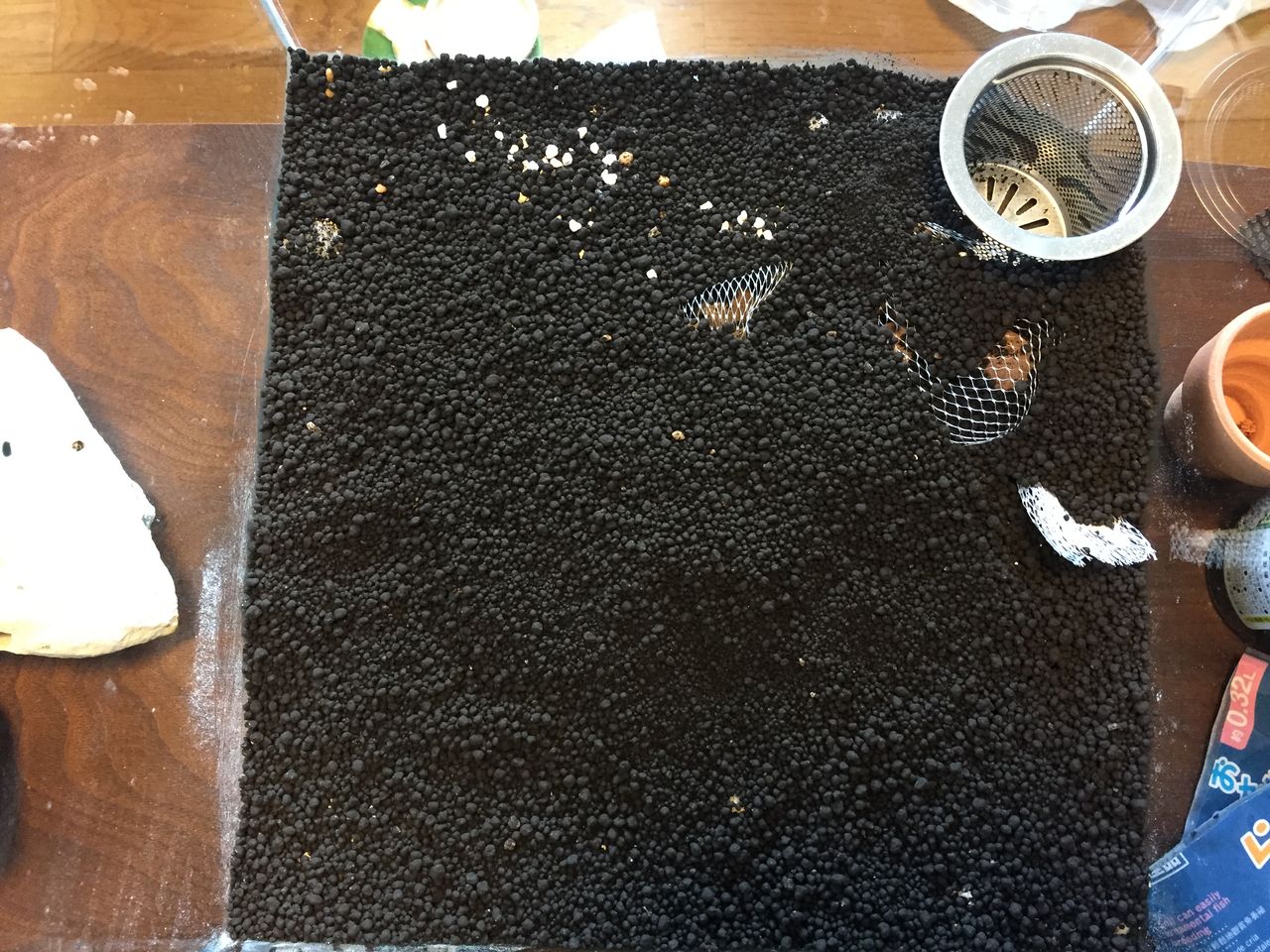 苔リウムでツノガエルを飼う リケジョ 爬虫類を飼う 苔リウムでツノガエルを飼う リケジョ 爬虫類を飼う