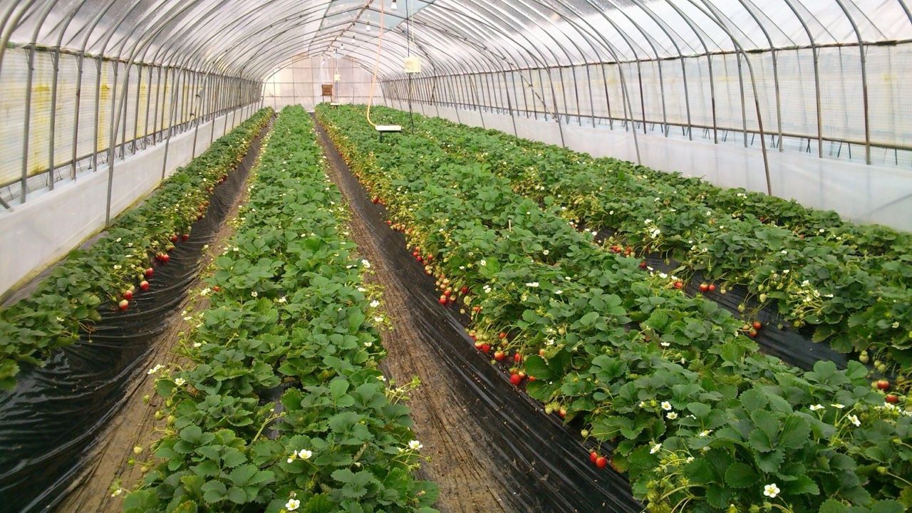イチゴの花数が多くなっています 持続可能な農業
