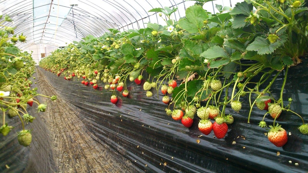 イチゴの花数が多くなっています 持続可能な農業