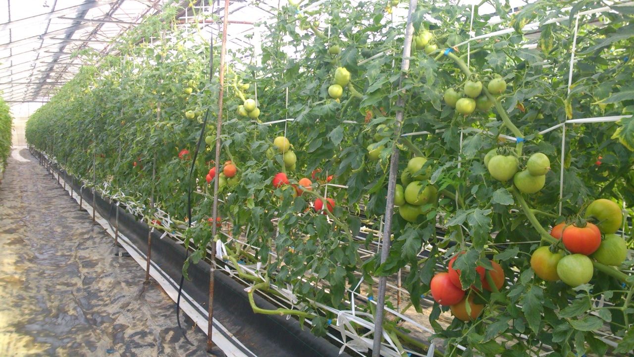 水耕栽培トマトのyy様に肥料を納品しました 持続可能な農業