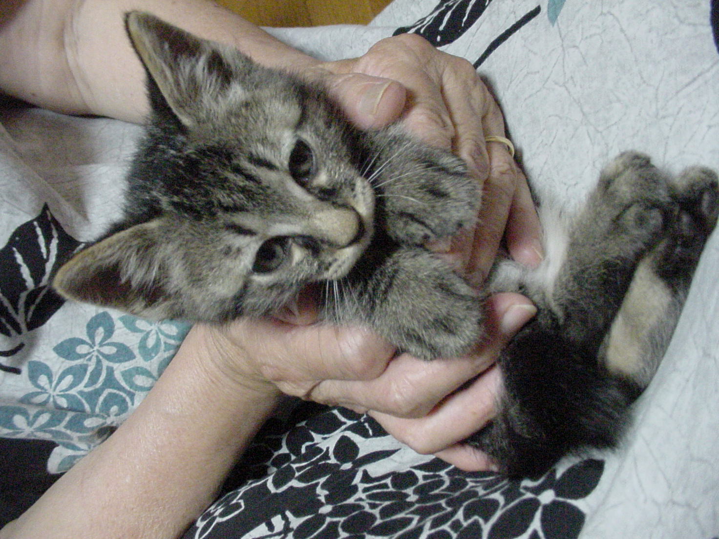 珍しい柄の子も含めての、生後2ヶ月くらいの子猫、里親募集。 : 多頭 