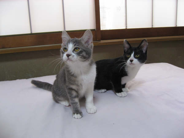 大きくならない 子猫たち 多頭飼育の猫ちゃんたち