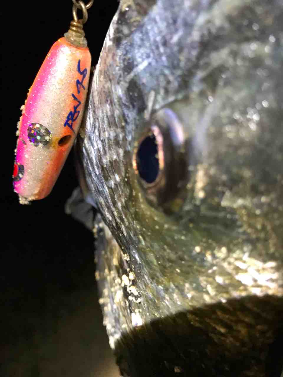 はじめてのとっぷちぬ 本日も陸っぱり から