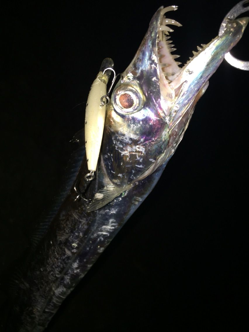 タチウオにはコレだ 的な 本日も陸っぱり から タチウオにはコレだ 的な 本日も陸っぱり から