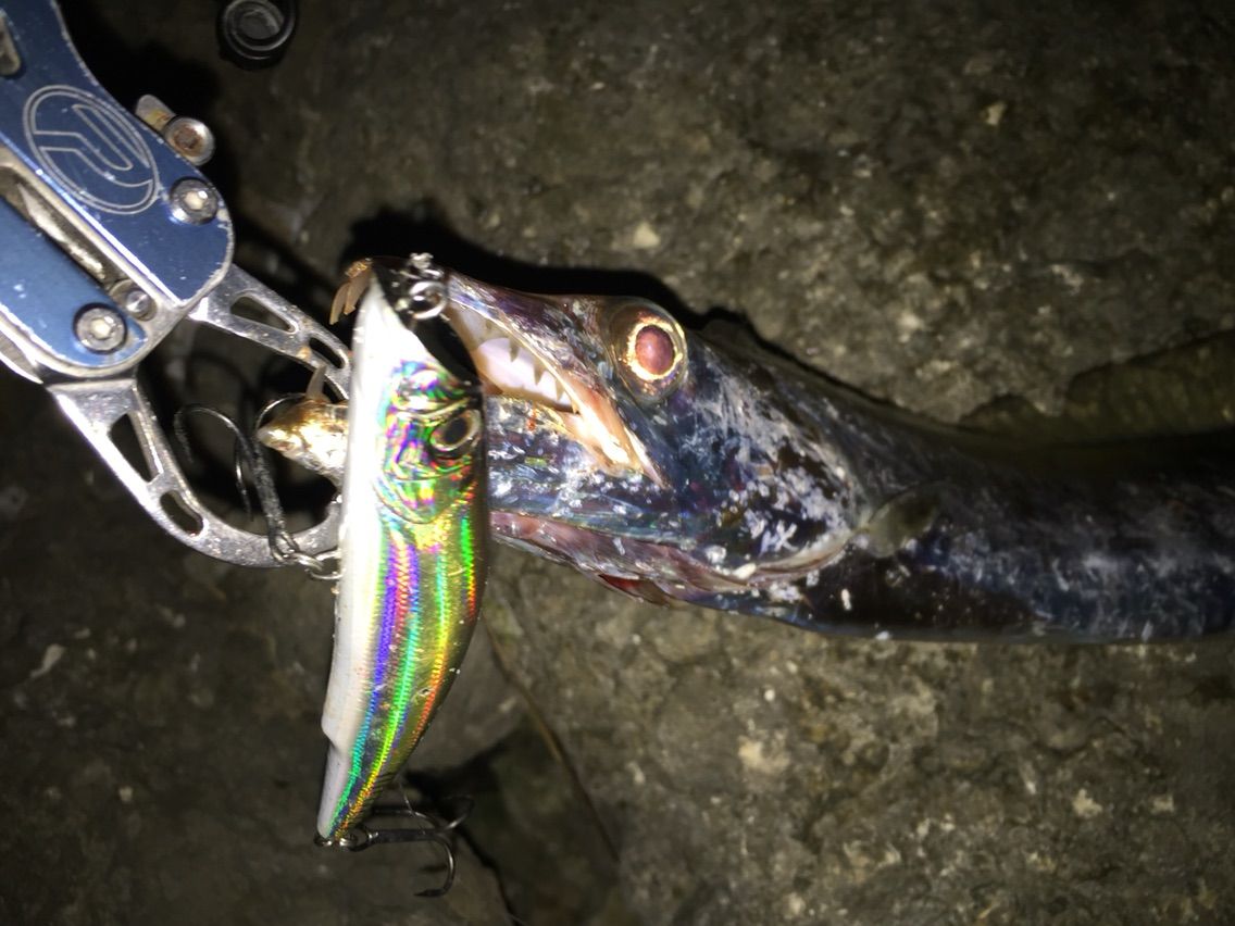 タチウオにはコレだ 的な 本日も陸っぱり から