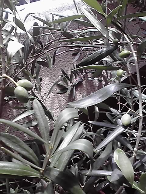 オリーブに虫 May の徒然なるままに オリーブに虫 May の徒然なるままに