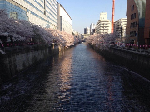 目黒川お花見