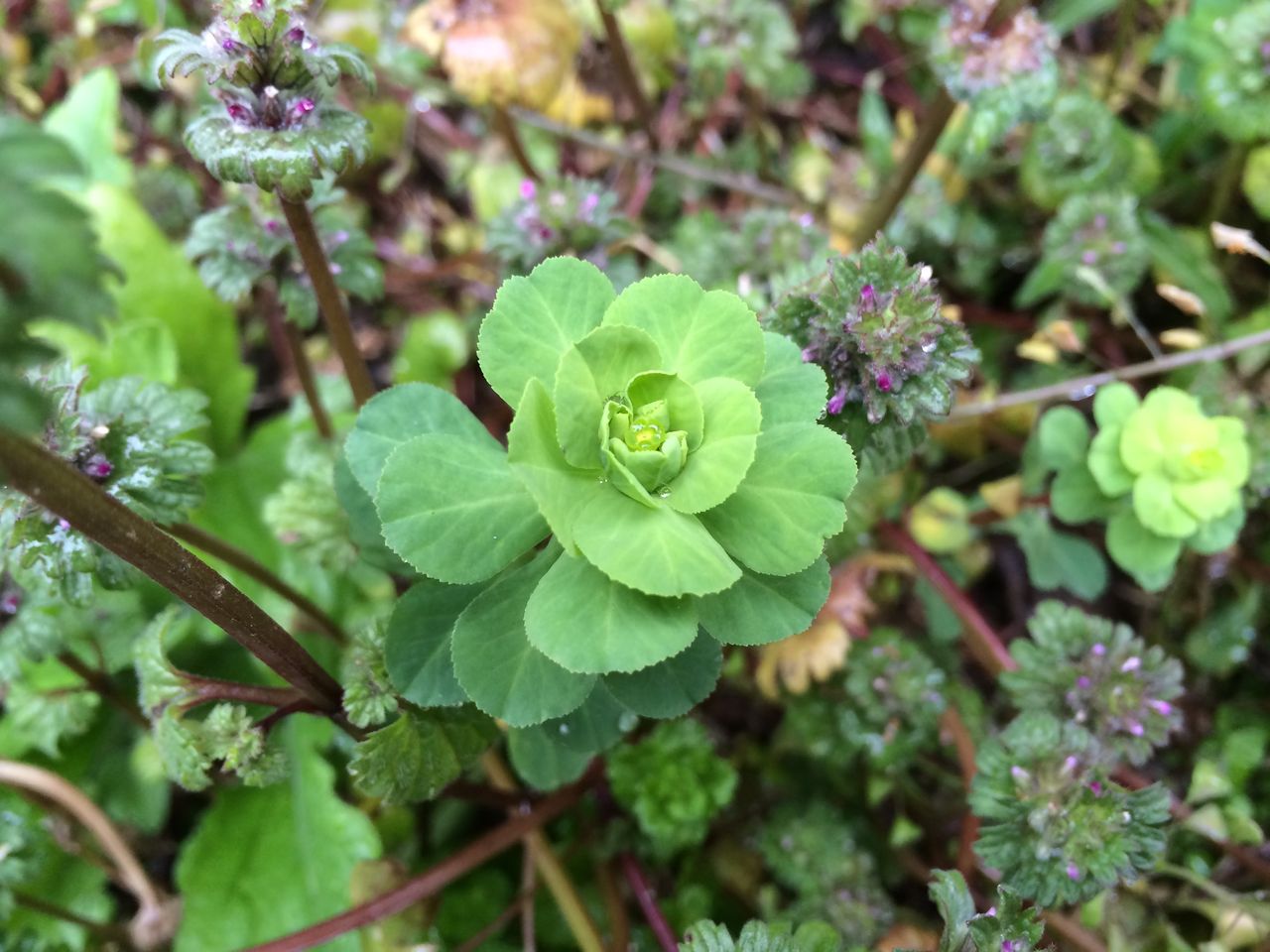 草花村