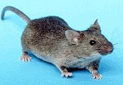 180px-House_mouse