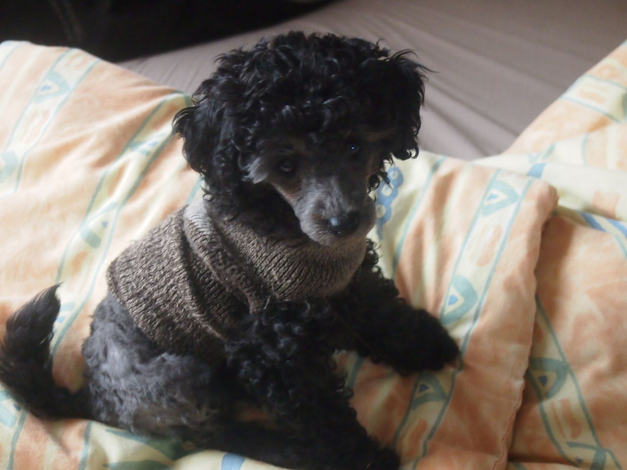 トイプードル自分でヘアカット Step By Step スローライフ