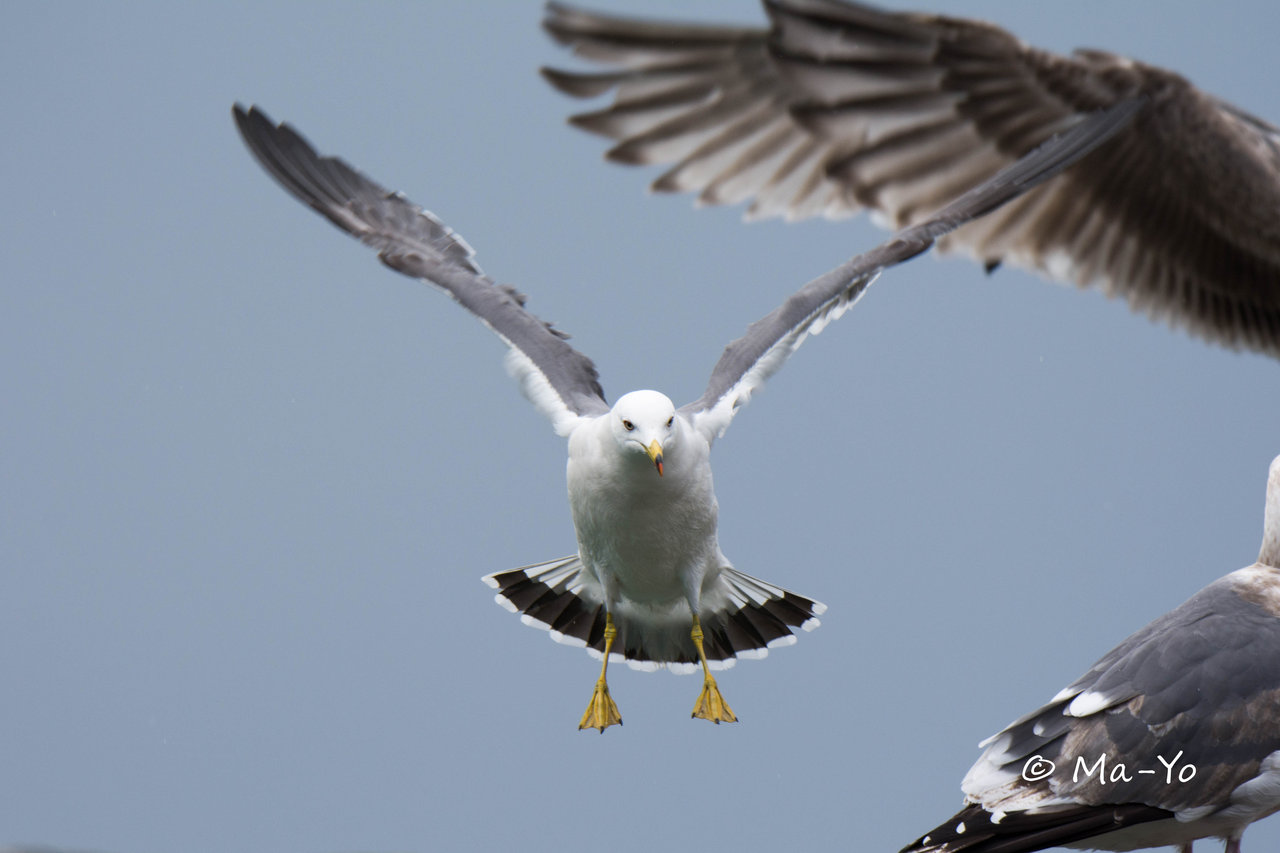トビ : Wild Bird Photography Talk