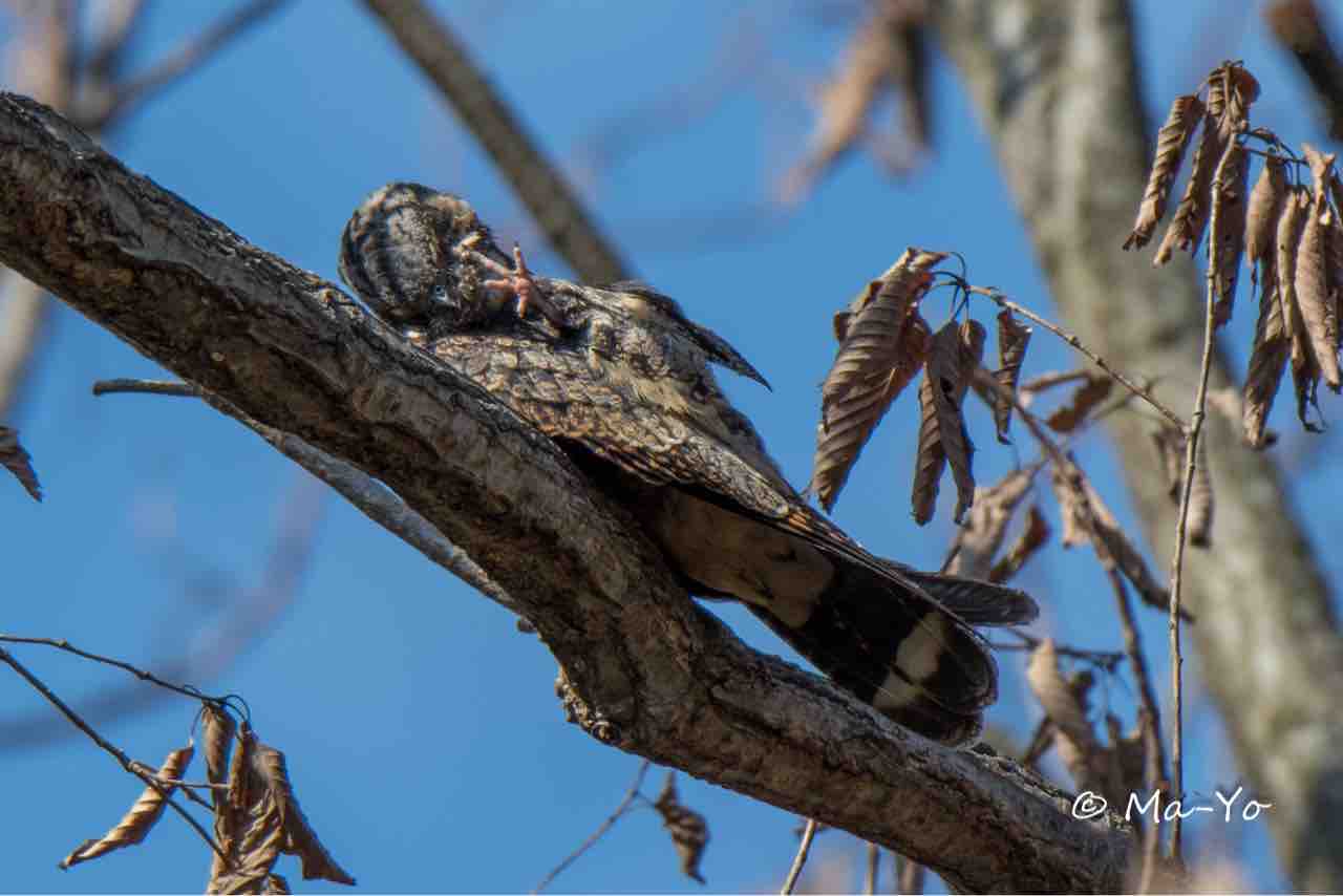 ヨタカ : Wild Bird Photography Talk