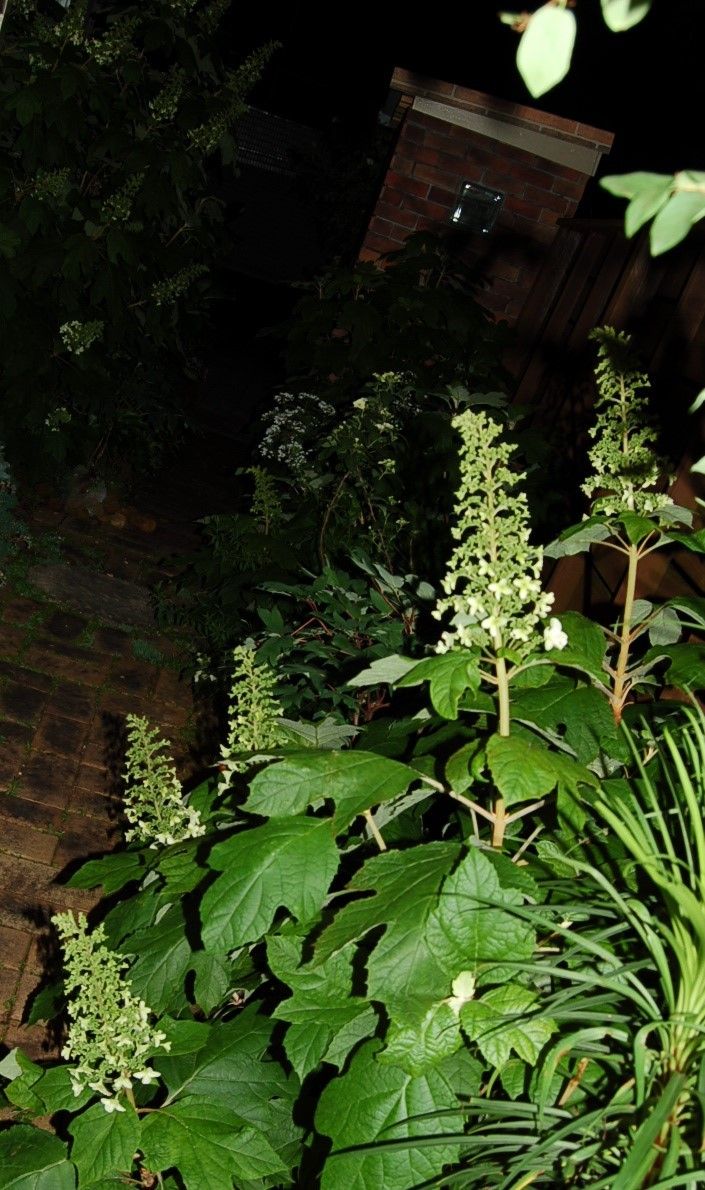 5月の夜の庭の白い花たち 1 真夜中の庭から 5月の夜の庭の白い花たち 1 真夜中の庭から