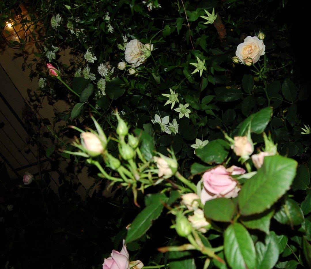 5月の夜の庭の白い花たち 2 真夜中の庭から 5月の夜の庭の白い花たち 2 真夜中の庭から