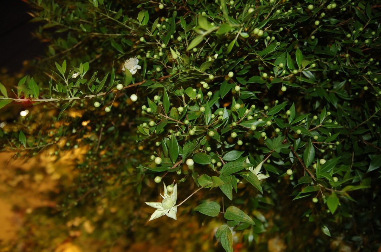 マートル 銀梅花 の真珠のイヤリング 真夜中の庭から