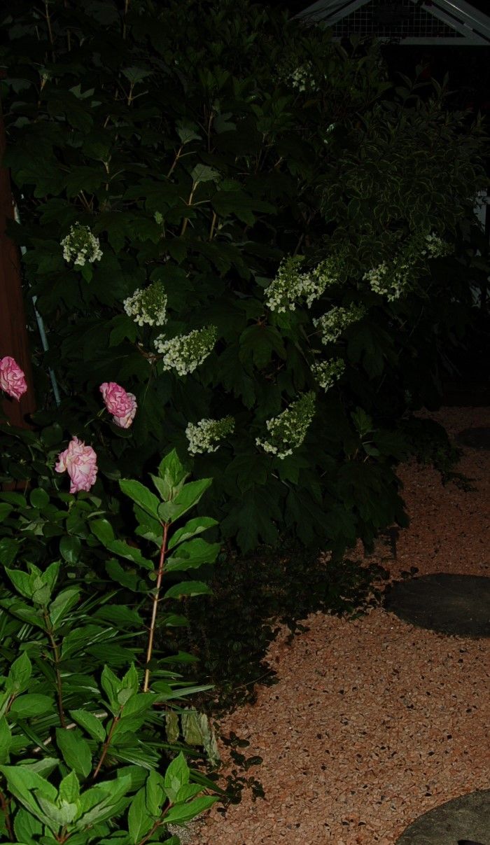 5月の夜の庭の白い花たち 1 真夜中の庭から 5月の夜の庭の白い花たち 1 真夜中の庭から