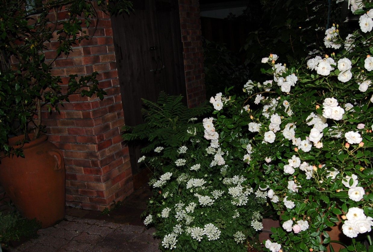 5月の夜の庭の白い花たち 1 真夜中の庭から 5月の夜の庭の白い花たち 1 真夜中の庭から