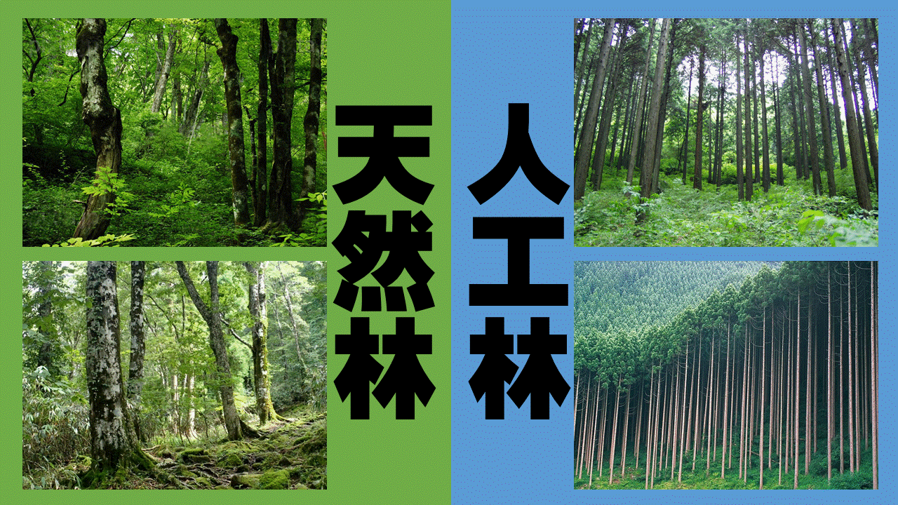 5年 私たちの生活と森林 森林が増えも減りもしない訳は 年度ver 指導案 単元計画 ワークシート 資料 社会科 小学校社会ノマド 子ども自ら考えたくなるような授業を目指して 5年 私たちの生活と森林 森林が増えも減りもしない訳は 年度ver 指導案 単元計画 ワークシート 資料 社会科 小学校社会ノマド 子ども自ら考えたくなるような授業を目指して