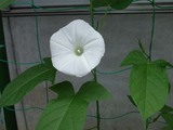 朝顔 白