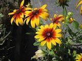 IMG_4845