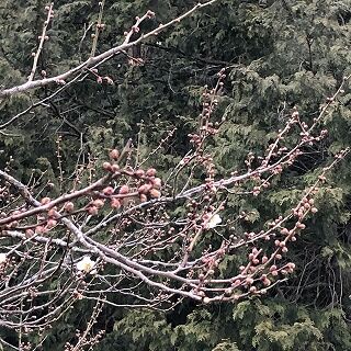 IMG-6046