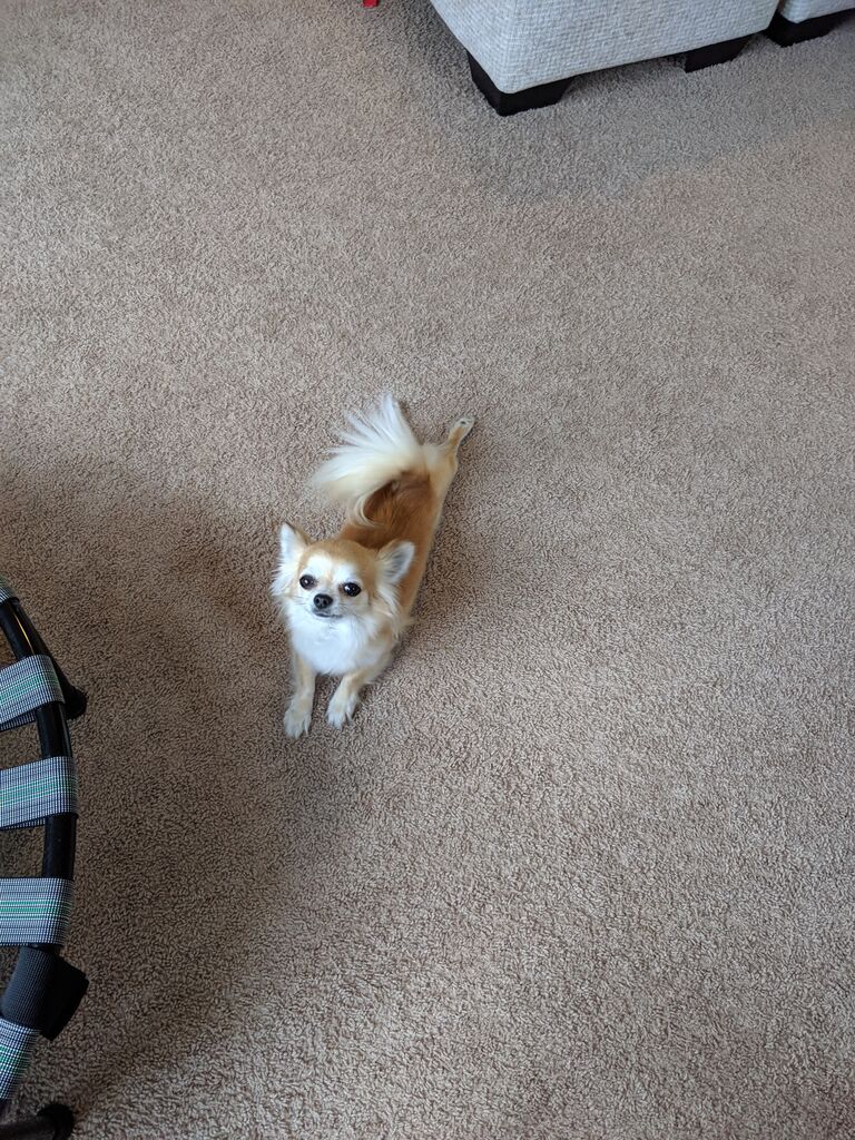 犬のしっぽに思うこと まゆお日記 犬のしっぽに思うこと まゆお日記