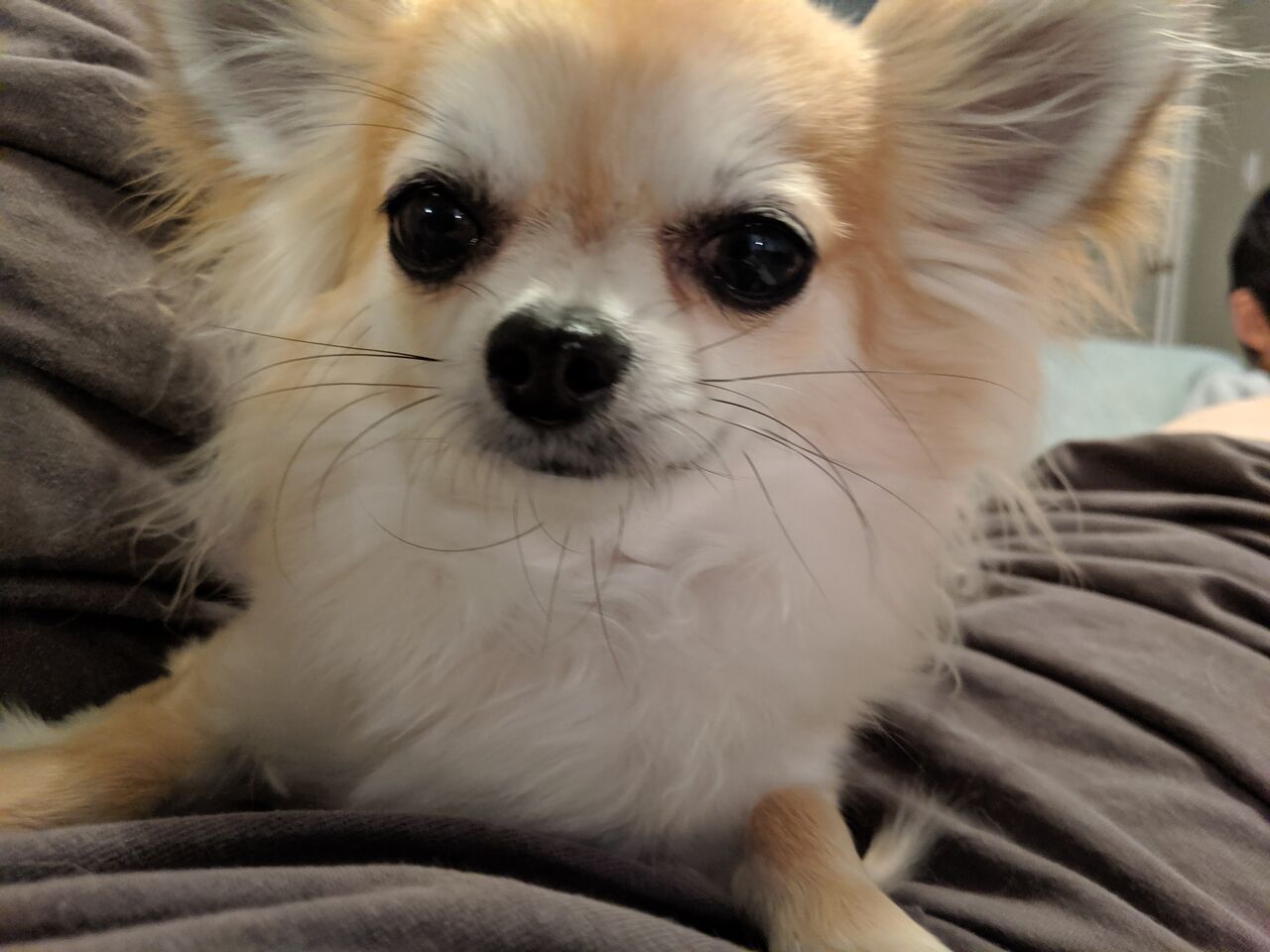 犬のしっぽに思うこと まゆお日記 犬のしっぽに思うこと まゆお日記