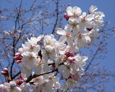 DSC00329a